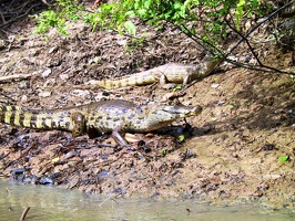 427 pampa alligators