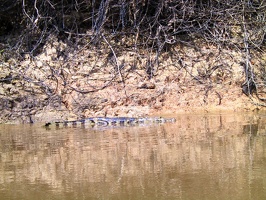 429 pampa alligators