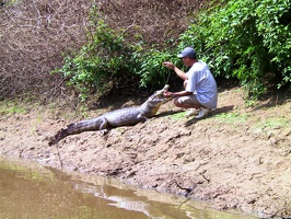 434 pampa alligator