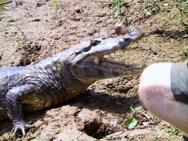 437 pampa alligator