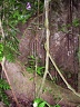 13 Jungle