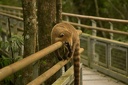 Coati