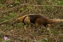 Anteater