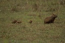 Capibara