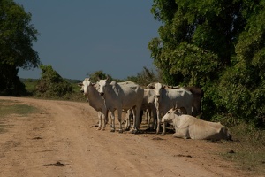 404 Bresil-16JUIN18-11H16