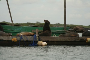 040 Galapagos 042917