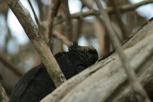 046 Galapagos 043011