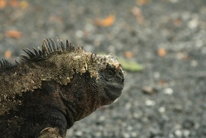 047 Galapagos 043011