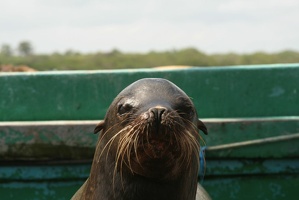 051 Galapagos 043014