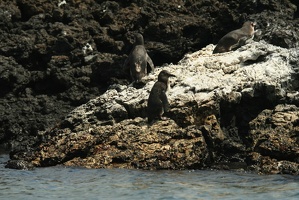 052 Galapagos 043014