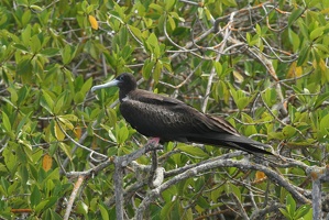 054 Galapagos 043014