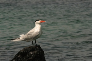 055 Galapagos 043014