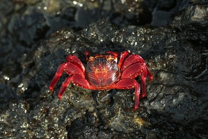 056 Galapagos 043014