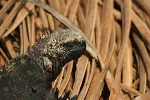 057 Galapagos 043014