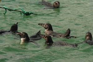 058 Galapagos 043014