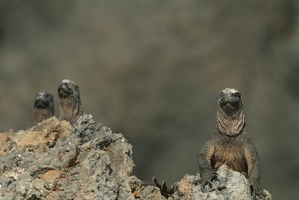 059 Galapagos 043015