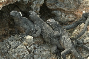 060 Galapagos 043015