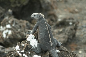 065 Galapagos 043015