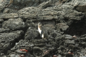 067 Galapagos 043015