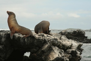 078 Galapagos 050111