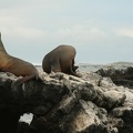 078_Galapagos_050111.jpg