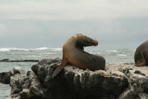 079 Galapagos 050111