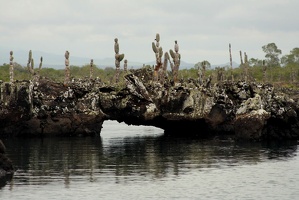 081 Galapagos 050111