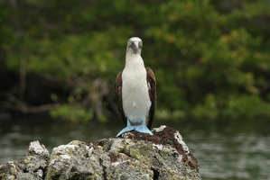 083 Galapagos 050112