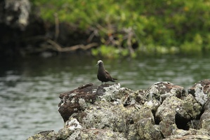 086 Galapagos 050112