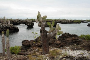 089 Galapagos 050112