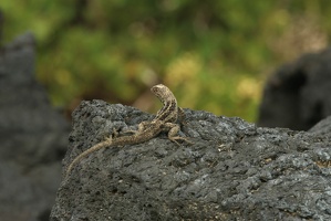 091 Galapagos 050209