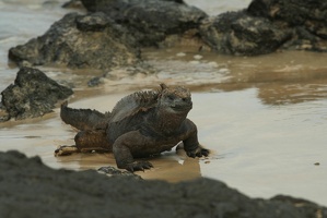 093 Galapagos 050209