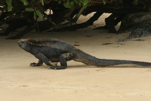 094 Galapagos 050209