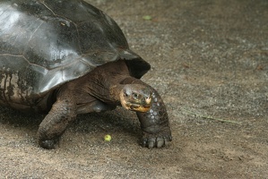 110 Galapagos 050210