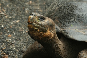 115 Galapagos 050211