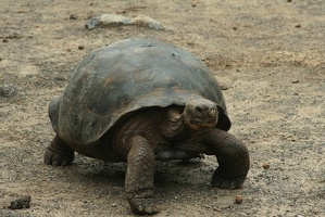 117 Galapagos 050211