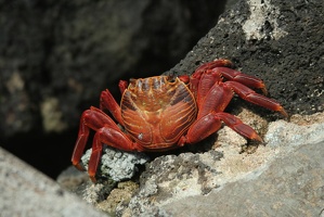 160 Galapagos 050310