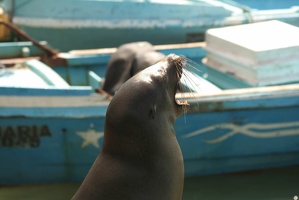 163 Galapagos 050310