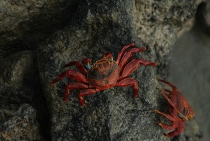 184 Galapagos 050317
