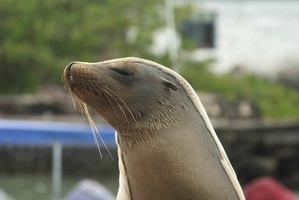185 Galapagos 050411