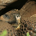 201_Galapagos_050417.jpg