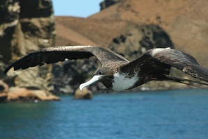 240 Galapagos 050514