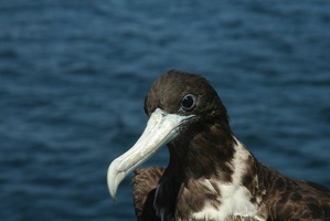 241 Galapagos 050514