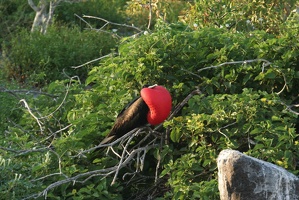 257 Galapagos 050607