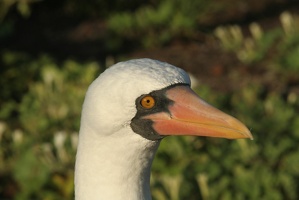 270 Galapagos 050607