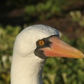 270 Galapagos 050607