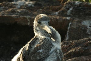 271 Galapagos 050607