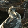 271 Galapagos 050607