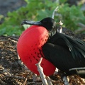 276_Galapagos_050607.jpg