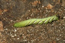 Caterpillar
